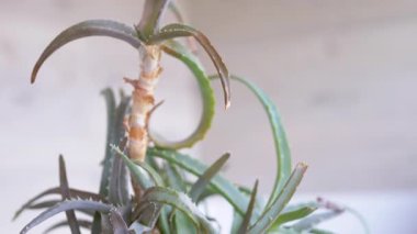 Bir el nazikçe dikenli yapraklarını ve eşsiz dokusunu sergileyen bir aloe vera bitkisini tutuyor. Bahçe işleri, cilt bakımı ve doğal tedavi projeleri için mükemmel..