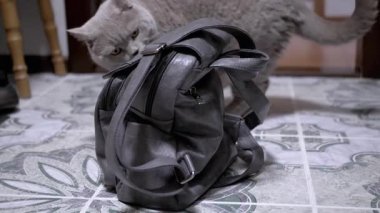 Gri bir kedi merakla fayanslı zeminde gri bir sırt çantasını inceliyor, onu kokluyor ve neşeyle dürtüyor. Evcil hayvan, hayvan ve yaşam tarzı içeriği için mükemmel.