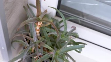Pencere tarafından yerleştirilmiş bir saksının içindeki aloe vera bitkisinin üst görüntüsü canlı yeşil yapraklarını ve dikenli kenarlarını sergiliyor. Ev dekorasyonu, bahçıvanlık ve bitkilerle ilgili projeler için mükemmel..