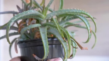 Bir aloe vera bitkisinin yakın çekimi, dokulu yapraklarını, hassas dikenlerini ve eşsiz büyüme modelini vurguluyor. Doğa, bahçe ve cilt bakımı için ideal..