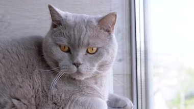 Yeşil gözlü gri tüylü İngiliz kedisi, bir rafta oturur, balkondaki pencereden dışarı bakar. Yakın plan. Kedi dinleniyor, hareketi izliyor. - Günaydın. Güneşli bir gün.