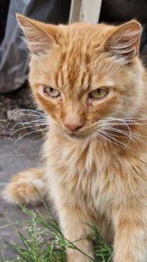 Vertical portrait of ginger tabby cat sitting outdoors next to green grass. Fluffy feline with red collar licks its lips and looks around, showing detailed fur texture and expressive sleepy eyes.