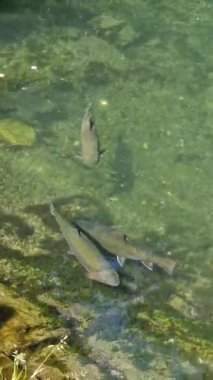 Overhead vertical view of several trout swimming in clear, green-tinted river, showing spotted skin and rocky, mossy riverbed in bright, direct sunlight on a summer day.