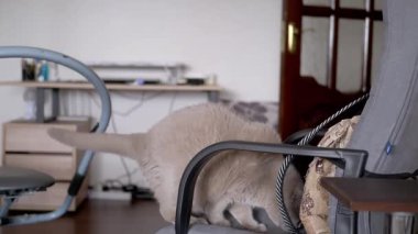 A playful British Shorthair cat actively jumps onto a grey office chair, exploring its surroundings with agility and curiosity. Great for illustrating pet activity and home life.