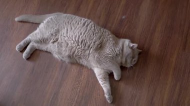 Top view, A soft, light grey British Shorthair cat stretches and rolls playfully on a warm wooden floor, showcasing its relaxed and happy demeanor. Perfect for themes of comfort and leisure.