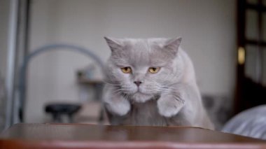 A beautiful lilac British Shorthair cat with striking amber eyes jumps onto a wooden surface, then curiously sniffs the area. This adorable pet explores its indoor environment with gentle paws.