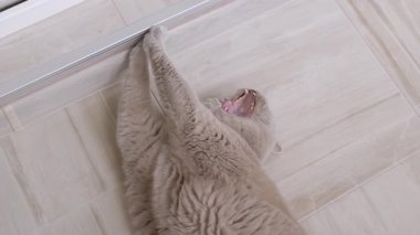 Portrait, Yawning gray fluffy British cat lies on the tiled floor in the room. Sleepy Domestic purebred lazy cat with green eyes, stretched out his paws, watches the movement. Pet lifestyle.