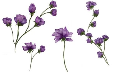 Çiçeklerin suluboya çizimi