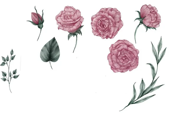 Акварельна Ілюстрація Квітів Листя Ізольована Білому Тлі — стокове фото