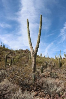 Arizona 'da saguaro kaktüsü ve saguaro.