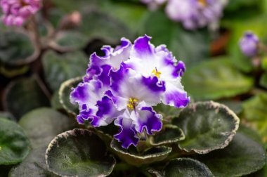 Afrika menekşesi (azize) çiçek seçimi.