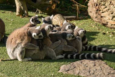 Bir grup halka kuyruklu lemurlar sarılıyorlar.