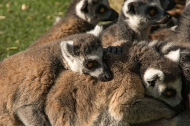 Bir grup halka kuyruklu lemurlar sarılıyorlar.