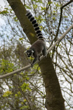 Halka kuyruklu lemur hayvanat bahçesinde ipte yürüyor.