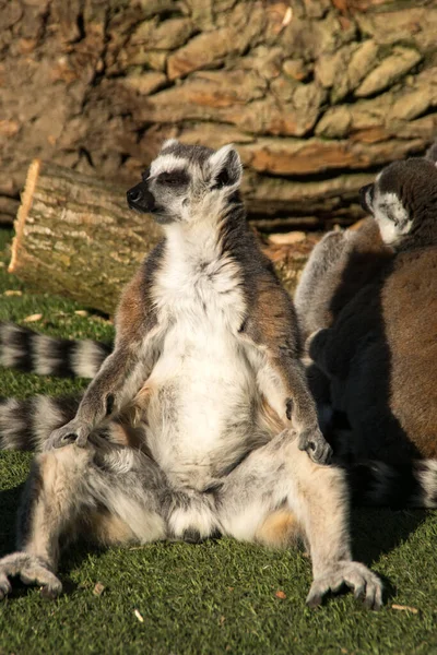 Halka Kuyruklu Lemur Bir Güneş Hayvanat Bahçesinde Banyo Yapıyor — Stok fotoğraf