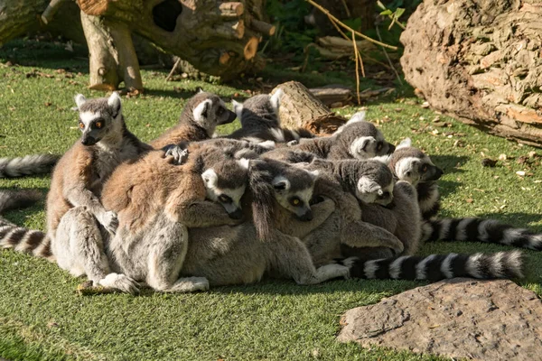 Group Ring Tail Lemurs Cuddling — Stock Photo, Image