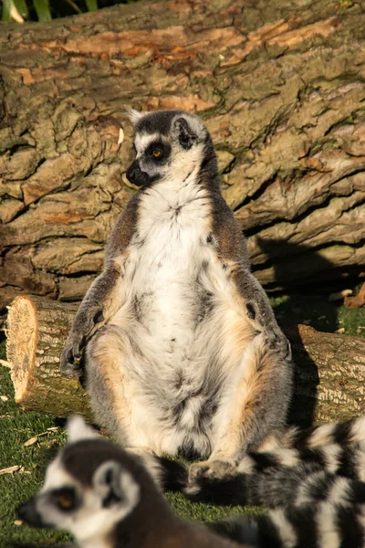 Ring Tail Lemur Sun Bathing Zoo — Stock Photo, Image