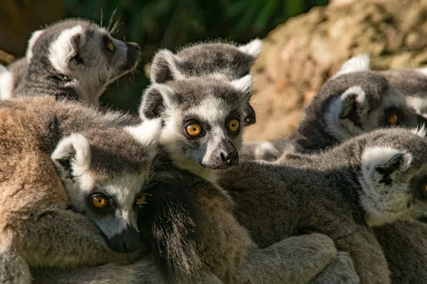 Grupo Lémures Cola Anillo Abrazándose — Foto de Stock