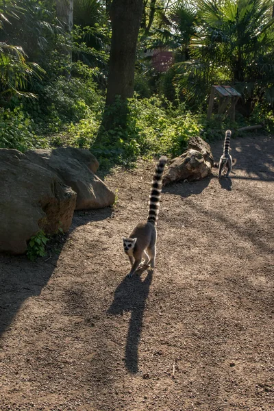 Ring Tail Lemurs Walking Tails — Stock Photo, Image