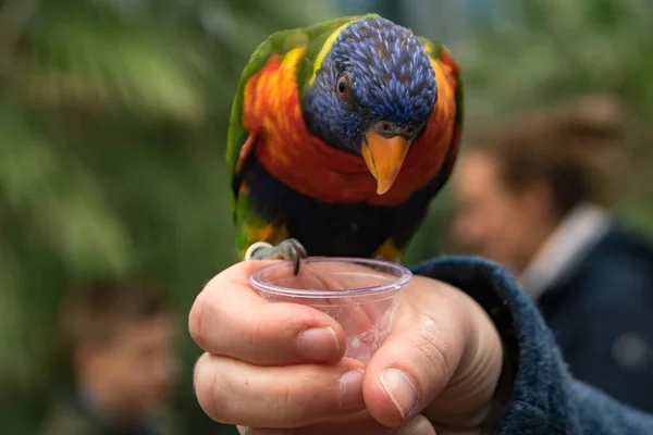 A lorikeet feeding from a cup in a zoo