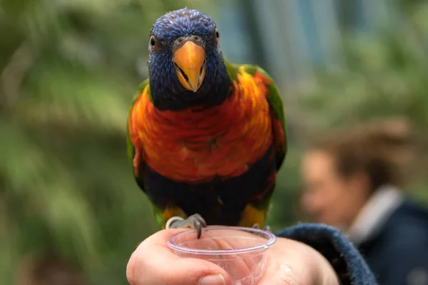 A lorikeet feeding from a cup in a zoo