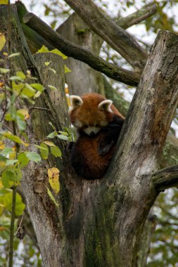 Ağaçta oturan kırmızı panda