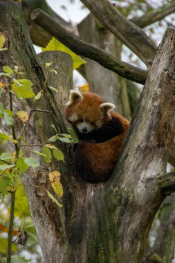 Ağaçta oturan kırmızı panda