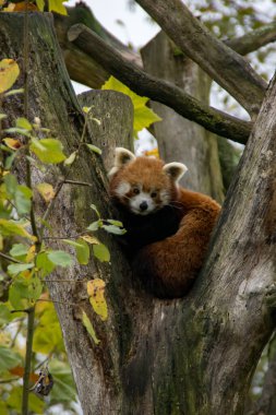 Ağaçta oturan kırmızı panda