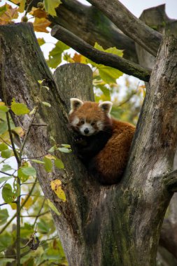 Ağaçta oturan kırmızı panda