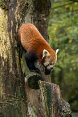 Red panda bir ağaç üzerinde yürüme