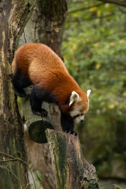 Red panda bir ağaç üzerinde yürüme