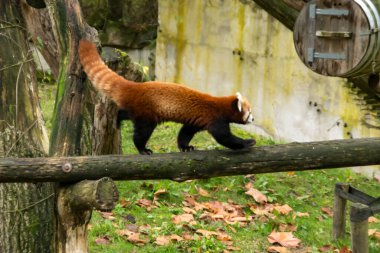 Red panda bir ağaç üzerinde yürüme