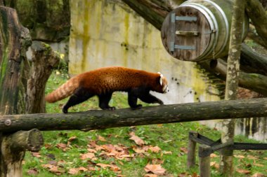Red panda bir ağaç üzerinde yürüme