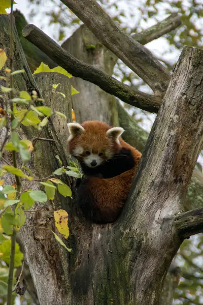 Ağaçta oturan kırmızı panda