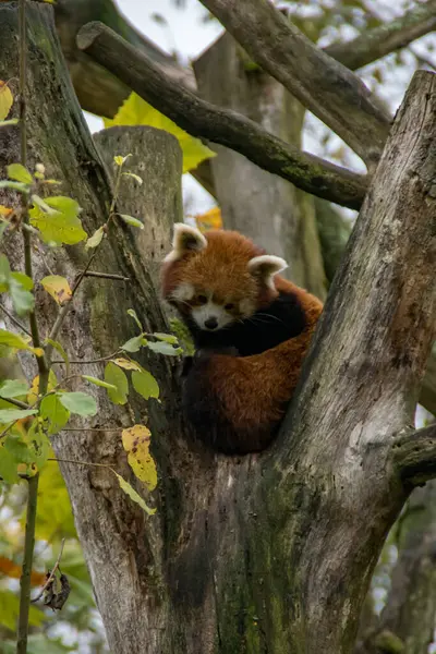 Ağaçta oturan kırmızı panda