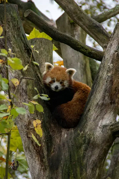 Ağaçta oturan kırmızı panda