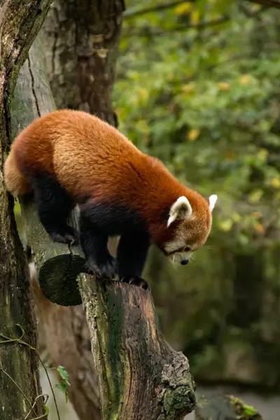 Red panda bir ağaç üzerinde yürüme