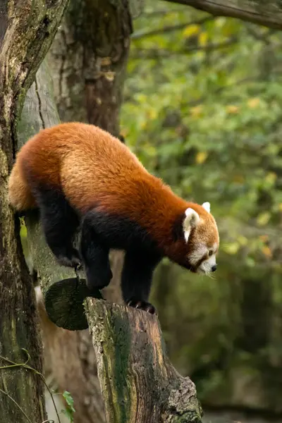 Red panda bir ağaç üzerinde yürüme