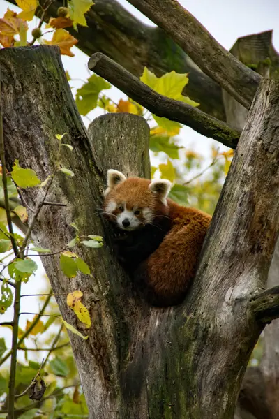 Ağaçta oturan kırmızı panda
