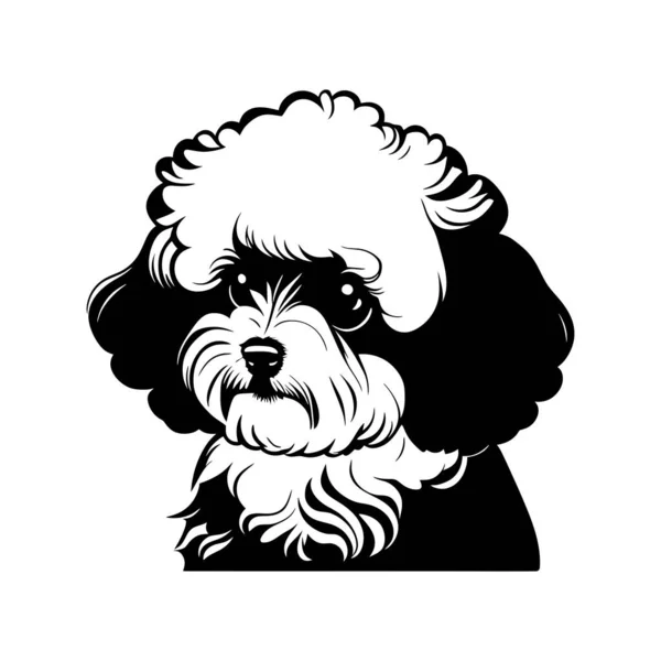 Simple Black White Ink Style Portrait Bichon Frise Pedigree Dog — Stock Vector