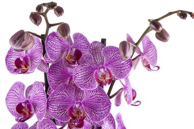 Beautiful purple orchid isolated on white background. Close up.