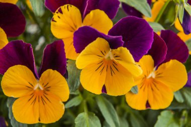 Bahçedeki renkli nonoş çiçekleri. Yakın plan..