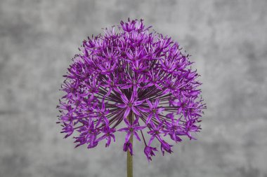 Ahşap arka planda sarımsak. Seçici odaklanma. Ayarlanmış.