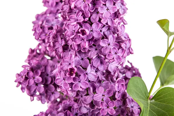 Blooming lilac flower. Purple lilac flowers isolated on white background. Studio shot.