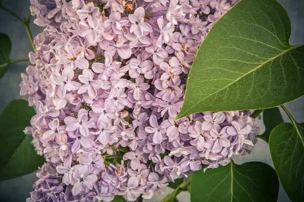 Blooming lilac flower. purple lilac flowers close-up, selective focus, vintage effect