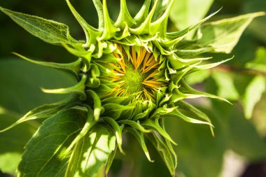 Bahçede güzel ayçiçekleri. Seçici odaklanma. Doğa.