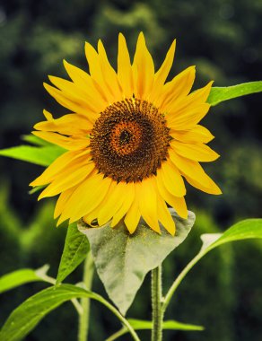 Bahçede güzel ayçiçekleri. Seçici odaklanma. Doğa.
