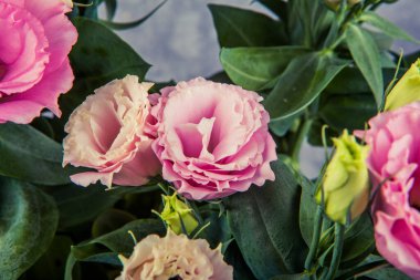 Koyu bir arka planda güzel pembe Eustoma çiçekleri. Ayarlanmış.