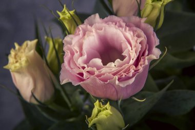 Koyu bir arka planda güzel pembe Eustoma çiçekleri. Ayarlanmış.