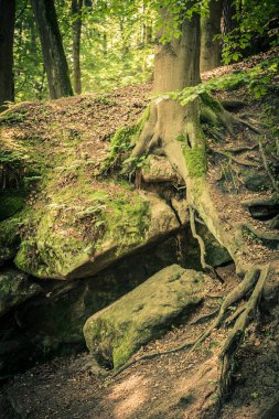 Garmany 'deki Sakson İsviçre Ulusal Parkı